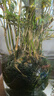MPPMCK觀(guān)音竹 水培米竹水培魚(yú)缸玻璃瓶帶根苔蘚球植物室內禪意盆栽鳳尾 水培款30根苔蘚球翡翠觀(guān)音竹40cm 曬單實(shí)拍圖