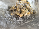 美加佳無(wú)沙蜆子肉凈重1斤 冷凍花甲肉 熟凍蛤蜊肉 花蛤肉  年貨聚餐 曬單實(shí)拍圖