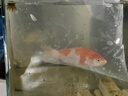 古介錦鯉活體純種錦鯉觀(guān)賞魚(yú)金日本進(jìn)口血統冷水魚(yú)苗阪井大日紅白古介 精品紅白12-15cm 曬單實(shí)拍圖