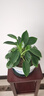 想開(kāi)大葉綠公主金鉆盆栽辦公室內客廳四季常綠好養易活植物桌面綠植 [大株樁包成活]金鉆一盆 曬單實(shí)拍圖