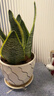行湘虎皮蘭盆栽綠植桌面花卉3顆約30-40cm高+波浪線(xiàn)條陶瓷盆 源頭直發(fā) 曬單實(shí)拍圖