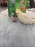 寵尚天 豪華虎皮鸚鵡鳥(niǎo)糧天然營(yíng)養谷子鳥(niǎo)食玄鳳文鳥(niǎo)牡丹鳥(niǎo)食900g 曬單實(shí)拍圖