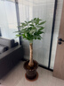 植男植女發(fā)財樹(shù)盆栽客廳室內好養大型落地綠植辦公室公司開(kāi)業(yè)喬遷源頭直發(fā) 曬單實(shí)拍圖