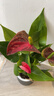 花翁水培紅掌盆栽花卉室內綠植源頭直發(fā) 【爆款新品】特級紅掌繁星盆 曬單實(shí)拍圖
