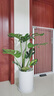 臨雅提根龜背竹綠植盆栽室內客廳桌面大型凈化空氣懶人好養活高級植物 提根龜背竹1-1.1m+圓柱樹(shù)脂盆 曬單實(shí)拍圖