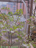 樂(lè )途櫻花樹(shù)苗四季種植冬季耐寒易活花卉 東京櫻【3公分粗】源頭直發(fā) 曬單實(shí)拍圖