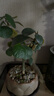 八芽盆栽小盼菩提樹(shù)植物室內禪意盆景辦公室桌面好養綠植源頭直發(fā)包郵 蓮花盆菩提（含紫砂托盤(pán)） 曬單實(shí)拍圖