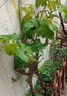 愛(ài)果趣葡萄樹(shù)苗當年結果陽(yáng)光玫瑰盆栽地栽特大巨峰帶葉爬藤南北方種植 高50-70cm（原盆原土） 【夏黑】種死補發(fā) 曬單實(shí)拍圖