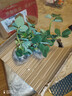 戀品惠草莓苗原土發(fā)貨開(kāi)花大果四季奶油草莓苗批發(fā)草莓苗當年結果穴盤(pán)苗 5棵奶油草莓【原土發(fā)貨】+肥料 曬單實(shí)拍圖