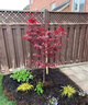 紅楓樹(shù)苗庭院綠化苗木日本紅楓紅舞姬中國紅楓苗耐旱樹(shù)南北方種植 日本紅楓紅舞姬 2公分粗（土球發(fā)貨） 曬單實(shí)拍圖