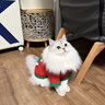 嬉皮狗（hipidog）新品冬季圣誕風(fēng)泰迪博美狗狗衣服保暖毛衣馬甲衣服寵物小型犬衣服 德羅紅 L（建議體重10-14斤） 曬單實(shí)拍圖