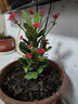 大葉鐵海棠盆栽花卉室內盆景綠植四季虎刺梅辦公陽(yáng)臺花卉植物開(kāi)花 虎刺梅1盆+原土發(fā)貨+復合肥 曬單實(shí)拍圖