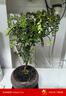 清香木盆栽室內驅蚊草植物胡椒葉子辦公室花卉盆景小綠植凈化空氣 清香木+舍得紫砂盆+高腳底托 帶盆栽好 曬單實(shí)拍圖