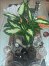 瑪麗安粉黛萬(wàn)年青盆栽桌面好養水培花卉辦公室綠植發(fā)財黃金銀皇后 1顆瑪麗安15-30厘米左右 曬單實(shí)拍圖