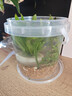 生態(tài)瓶初中生物明日達diy材料生態(tài)魚(yú)缸科學(xué)觀(guān)賞手提塑料桶生態(tài)瓶 科學(xué)生態(tài)瓶【不含魚(yú)】 【送綠菊水草】 曬單實(shí)拍圖