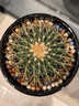 意軒超大金琥仙人球盆栽花卉盆栽綠植桌面盆栽陽(yáng)臺多肉植物 桌面植物 直徑10厘米 曬單實(shí)拍圖