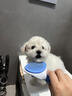 寵悅奇純種比熊幼犬小體型活體卷毛血統比熊茶杯犬寵物狗狗可愛(ài)長(cháng)不大的 寵物級 比熊【視頻選寵】 曬單實(shí)拍圖