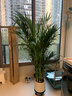 散尾葵大型盆栽富貴椰子植物鳳尾竹綠植盆栽網(wǎng)紅植落地物客廳室內 精品富貴椰子+聚寶樹(shù)脂盆+肥料 高度1.4-1.6米【10苗起】 曬單實(shí)拍圖
