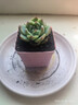 【虧本沖量】多肉植物多肉精選隨機辦公室室內陽(yáng)臺精品紅寶石桃蛋 吉娃娃+八角盆塑料+土鋪面石 曬單實(shí)拍圖