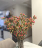 臨雅紅豆鮮切水培植物插花鮮花相思豆花束云南基地1扎8-10支源頭直發(fā) 曬單實(shí)拍圖