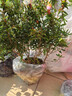 石榴花盆栽觀(guān)賞果樹(shù)苗室內盆景四季開(kāi)花植物室外庭院陽(yáng)臺綠植花卉 三年苗【帶土帶花發(fā)貨】 不含盆 曬單實(shí)拍圖