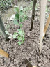 羊奶果果樹(shù)苗隨機發(fā)貨 曬單實(shí)拍圖