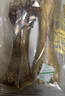 約克先生狗狗零食牛棒骨真骨頭磨牙耐咬補鈣中大型犬大號牛蹄骨2支裝900g 曬單實(shí)拍圖