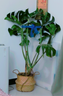 臨雅提根龜背竹綠植盆栽室內客廳桌面大型凈化空氣懶人好養活高級植物 提根龜背竹70-90cm+原盆 曬單實(shí)拍圖