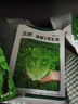 北蔬 蔬菜種子大全品種陽(yáng)臺四季播種菜籽 批發(fā)家庭種植農科院種子冬季 毛粉802番茄種子 30粒 曬單實(shí)拍圖