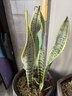傾顏室內客廳盆栽虎皮蘭 虎尾蘭 銀脈白玉大型綠植易活 植物新房裝修 金邊虎皮蘭40-50cm 一盆3棵裝 曬單實(shí)拍圖