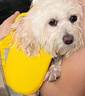 甜苗苗狗狗泳衣救生衣寵物玩水游泳衣服大浮力泰迪比熊柯基小中型犬夏季 狗狗泳衣【大眼萌仔-洛克黃】 M（建議體重10-20斤） 新款品質(zhì)新升級 曬單實(shí)拍圖