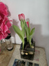 進(jìn)口荷蘭水培郁金香種球室內室外水養花卉植物盆栽四季耐寒五度球 混色5球（周長(cháng)8-10cm）+營(yíng)養液 曬單實(shí)拍圖
