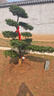 正宗小葉雀舌羅漢松庭院造型樹(shù)別墅庭院地栽盆栽綠化造型樹(shù)好種 羅漢送-聯(lián)系客服選樹(shù) 1.6米聯(lián)系客服【先選樹(shù)-后下單】 曬單實(shí)拍圖
