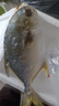 新鮮海捕金鯧魚(yú) 國產(chǎn)活凍 鯧魚(yú)平魚(yú)冷凍扁魚(yú) 深海魚(yú)海鮮水產(chǎn) 魚(yú)類(lèi) 特大金鯧魚(yú)5條（400-500g/條） 曬單實(shí)拍圖