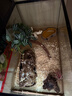 C-LEEN爬寵飼養箱守宮蜥蜴寄居蟹飼養箱全景生態(tài)缸 翻蓋大號【50*30*26cm】 曬單實(shí)拍圖