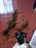買(mǎi)一送一迎客松盆景造型真樹(shù)盆景室內外辦公桌松柏景觀(guān)樹(shù)盆栽耐寒 【店長(cháng)推薦】12年苗2棵+肥+送盆 曬單實(shí)拍圖
