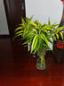 年宵花富貴竹春節水養花卉轉運竹水培植物盆栽過(guò)年裝飾年貨綠植 鴻運當頭5棵+金邊竹5棵[70CM左右 標準 曬單實(shí)拍圖