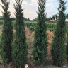 花e流松柏樹(shù)苗墓地專(zhuān)用塔柏龍柏側柏陵園墓地墳前風(fēng)水樹(shù)木耐寒耐旱苗木 【四季常青】精品塔柏1.2米以上 苗圃現挖帶大土球 曬單實(shí)拍圖