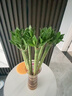 京悠雨帶根文昌竹龍竹觀(guān)音竹轉運竹富貴竹植物水養客廳室內盆栽水培綠植 龍竹-45厘米-6支(人丁興旺步步高升) 不含盆 曬單實(shí)拍圖