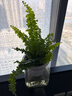 波士頓蕨盆栽綠植室內辦公室四季常青凈化空氣懶人好養花卉植物 波斯頓蕨+糖果樹(shù)脂吸水盆 含盆 曬單實(shí)拍圖