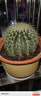 金虎仙人球類(lèi)金琥辦公室內盆栽仙人掌盆栽大號金冠植物超大顆好養 直徑20公分左右送專(zhuān)用肥 含盆 曬單實(shí)拍圖