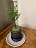 JCZS德國品牌小葉紫檀盆景綠植樹(shù)苗盆栽辦公室內客廳桌面老樁植物四季 禪意盆九里香 不含托盤(pán) 曬單實(shí)拍圖