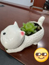 多肉小花盆陶瓷特價(jià)清倉卡通動(dòng)物精致小號大口徑可愛(ài)專(zhuān)用盆桌面 貓咪-趴姿 中 曬單實(shí)拍圖