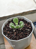 兩腿跑多肉植物帶盆小老樁多頭精品多肉紅寶石桃蛋烏木盆栽花卉帶盆栽好 曬單實(shí)拍圖