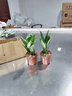 吸甲醛金鉆綠公主開(kāi)花盆栽水培四季常青凈化空氣好養易活耐寒熱 紅色8年苗【2盆】+肥/-可開(kāi)花多多-帶盆土 曬單實(shí)拍圖