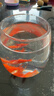 金魚(yú)草金魚(yú)觀(guān)賞魚(yú)冷水小魚(yú)苗新手好養耐活闖缸京東快遞 更快更好 3-7cm紅草金買(mǎi)5條送5條(加備損) 曬單實(shí)拍圖