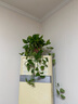 長(cháng)藤綠蘿垂吊綠植室內吊蘭吸甲醛凈化空氣綠植盆栽稀有綠蘿盆栽 【盆口直徑16厘米】長(cháng)藤白盆綠蘿1盆送肥料 曬單實(shí)拍圖
