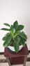 想開(kāi)大葉綠公主金鉆盆栽辦公室內客廳四季常綠好養易活植物桌面綠植 [大株樁包成活]金鉆一盆 曬單實(shí)拍圖
