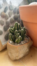 多肉植物仙人掌盆栽室內肉肉仙人球小盆栽開(kāi)花可愛(ài)桌面綠植 萬(wàn)重山+玻璃盆+黃金砂+營(yíng)養土 含盆 曬單實(shí)拍圖