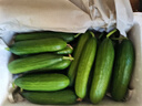 壽光水果黃瓜小黃瓜生吃脆嫩清甜涼拌蘸醬乳瓜農家自種現摘現發(fā) 5斤 曬單實(shí)拍圖